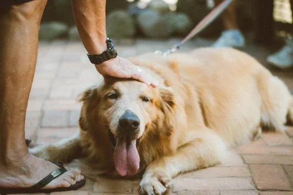 Exploring Common Dog Skin Conditions and How to Treat Them Effectively