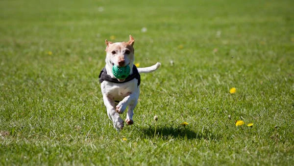 Dogs with the Least Health Issues and What Makes Them Healthier
