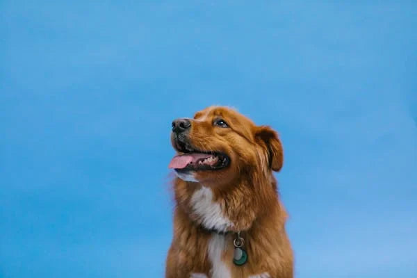 How to Improve Your Dog's Gut Health Naturally