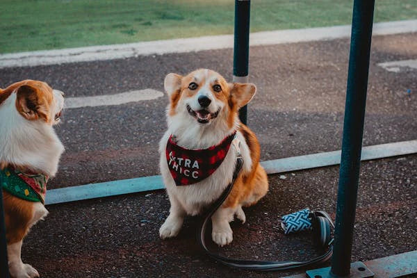 How to Prevent Heart Disease in Dogs and Improve Their Wellbeing
