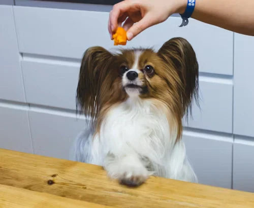 Important Considerations When Choosing Probiotics for Your Dog