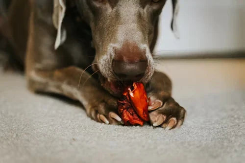 The Digestive System of a Dog and Its Role in Health