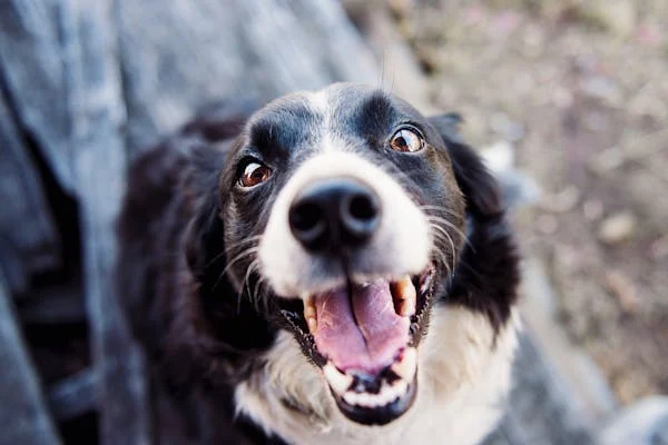 Can Dogs Have Human Probiotics?