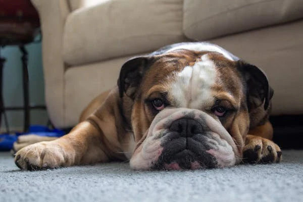 Common Bulldog Skin Conditions and How to Address Them