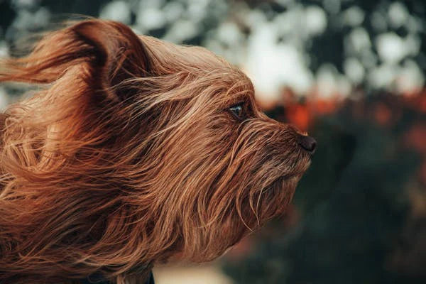 What Vitamin Deficiency Causes Hair Loss in Dogs and How to Prevent It
