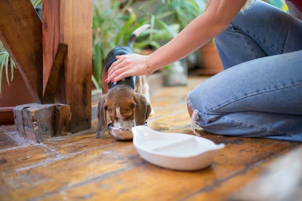 How Digestive Enzymes Can Improve Your Dog's Digestion