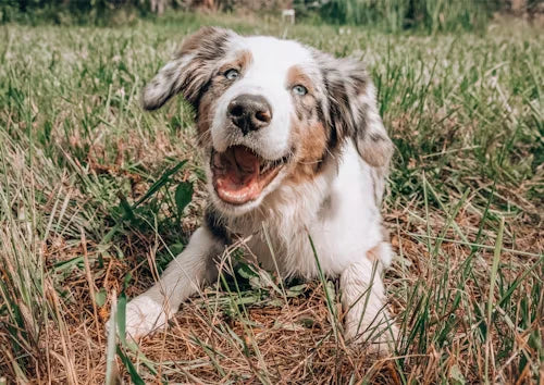 How to Keep Your Dog Healthy and Happy