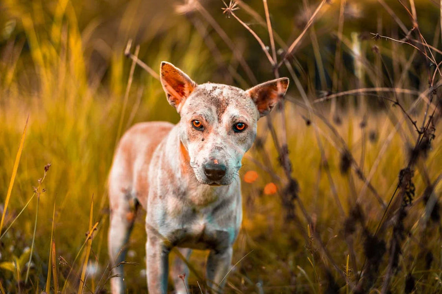 How to Treat Dry Skin on Dogs: Tips and Tricks