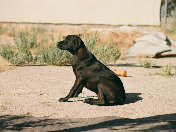 Supplements for Dogs with Dry Skin and How They Help