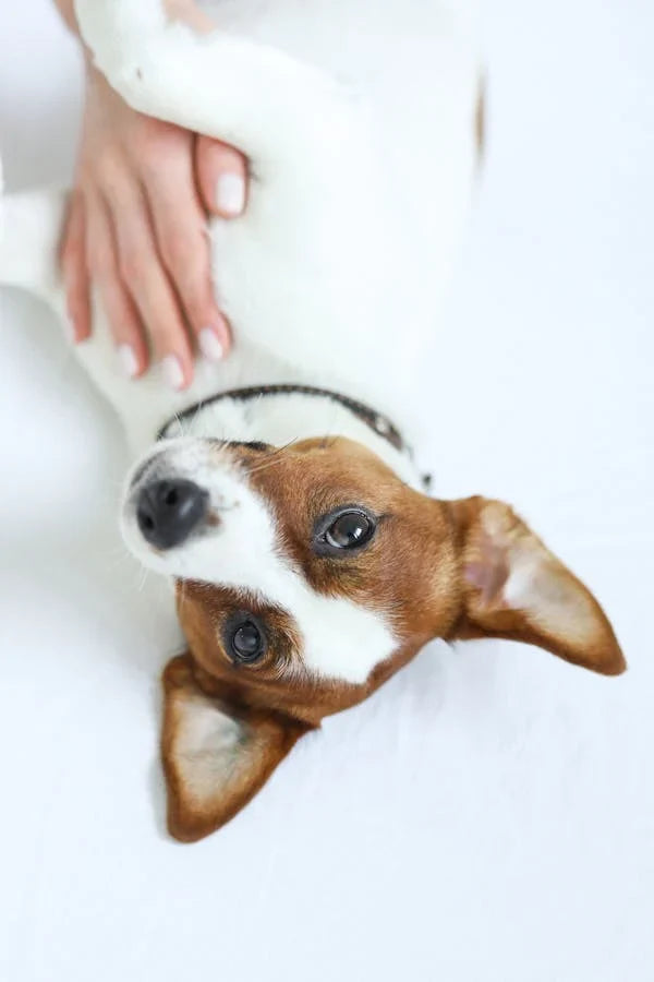 Understanding the Dog Digestion Process and How It Works