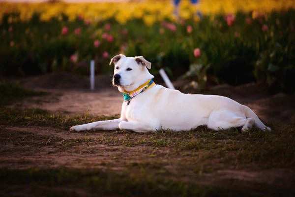 Best Dog Supplements for Skin Health