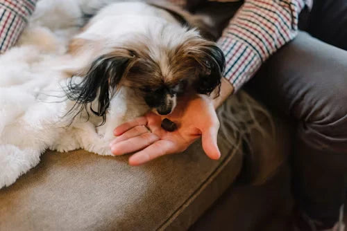 Why Your Dog Might Not Be Digesting Food Properly