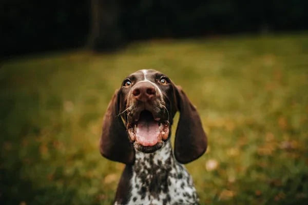 Common Skin Issues in Dogs: Symptoms and Solutions