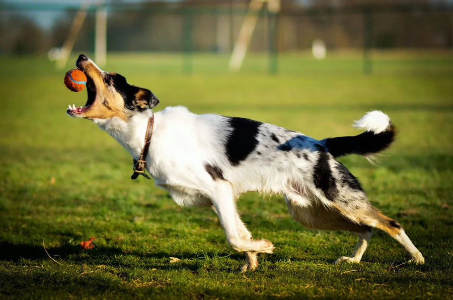 How to Prevent Arthritis in Dogs and Keep Them Active
