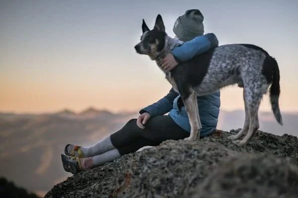 Natural Joint Supplements for Dogs to Support Their Mobility