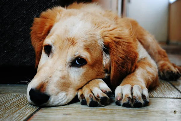 What Causes Elevated Lipase in Dogs and How to Manage It