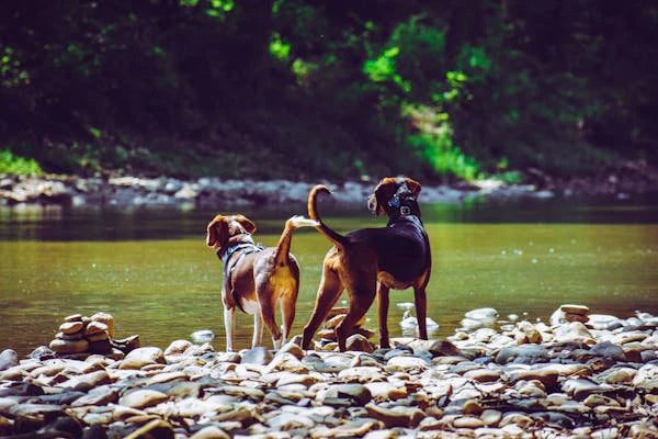 How to Prevent Hip Problems in Dogs and Keep Them Active