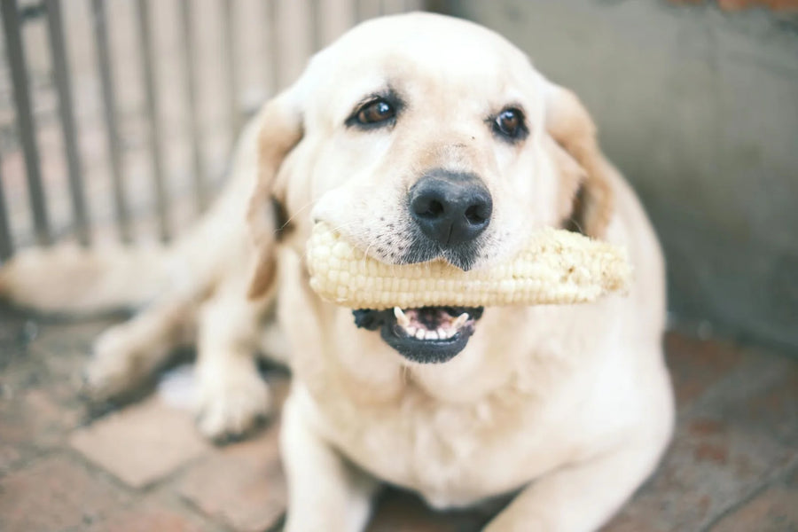 Top Foods with Manganese and Their Benefits for Dogs