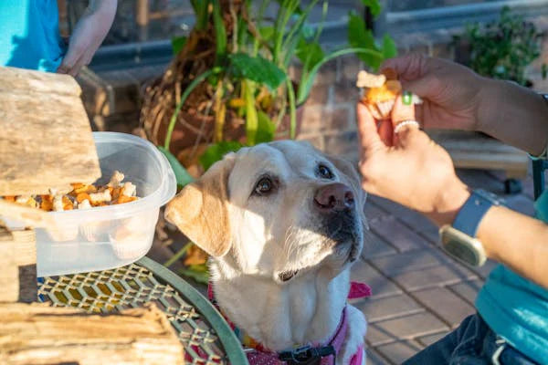 How Salivary Amylase Breaks Down Carbohydrates in Dogs
