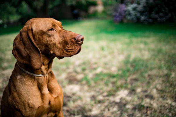 Chondroitin Sulfate for Dogs: Why It’s Important for Joint Health
