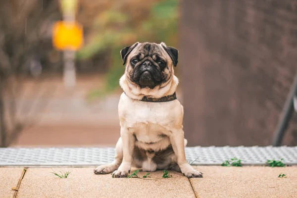 Understanding the Causes of Dog Skin Conditions: A Comprehensive Guide