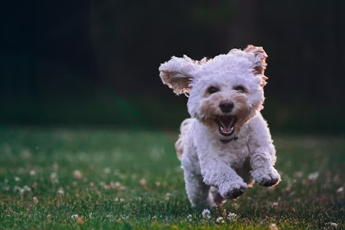 Natural Probiotics for Dogs and Their Health Benefits