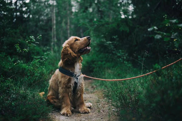 Dog Skin Issues: Identifying and Treating Common Problems