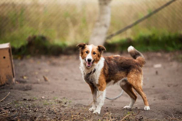The Benefits of Black Pepper for Dogs and How to Use It