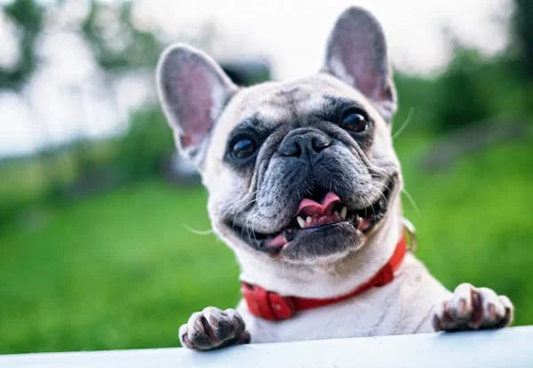 How to Keep Your Dog Healthy and Happy