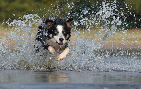 The Benefits of Glucosamine HCL with MSM for Dogs