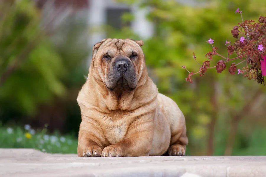 How to Treat a Dog’s Dry Skin: A Guide for Pet Owners