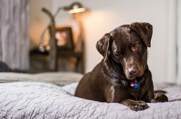 Is Black Pepper Okay for Dogs? What You Need to Know