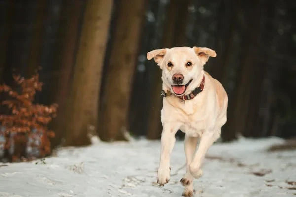 How to Strengthen Your Dog’s Immune System Naturally