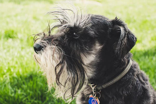 Hair Loss in Dogs Without Itching: What Could Be Causing It?