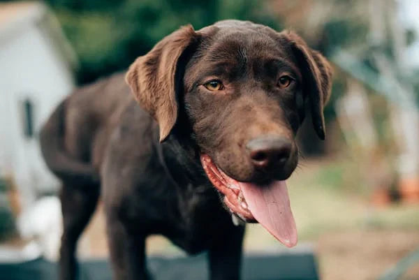 Dog Hair Loss Patches: Causes and Solutions
