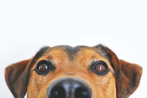 My Dog Has Dry Skin and Dandruff: What You Need to Know