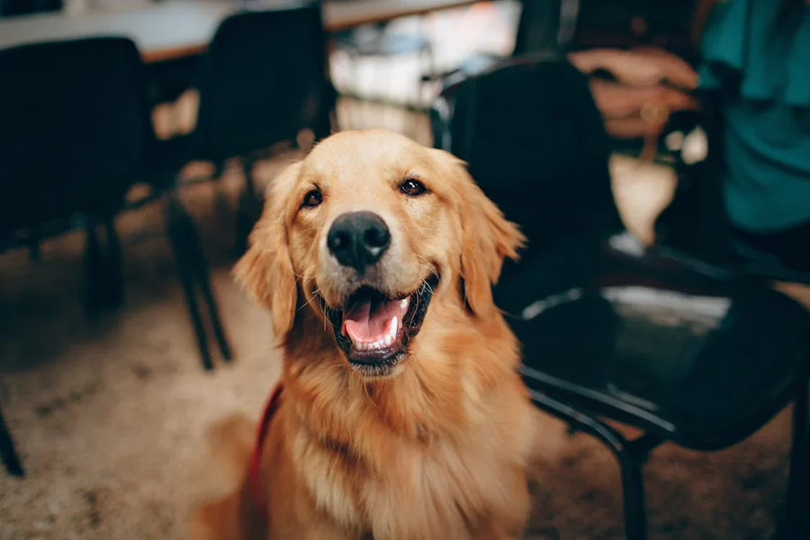 What is Glucosamine HCL and How Does It Benefit Dogs?