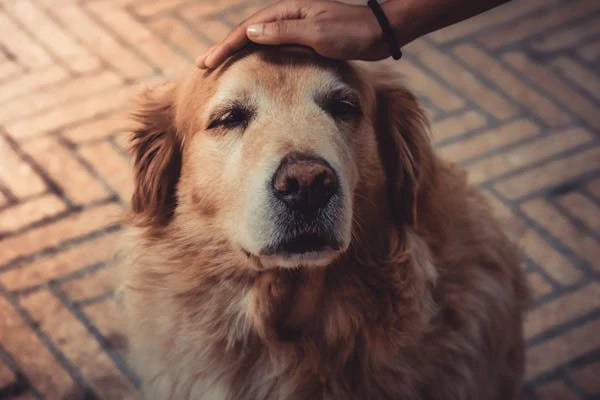 When Is a Dog Considered a Senior and What Changes Should You Expect?