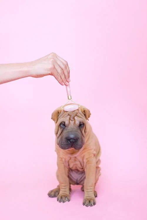 Tips and Tricks to Help Dogs with Dry Skin