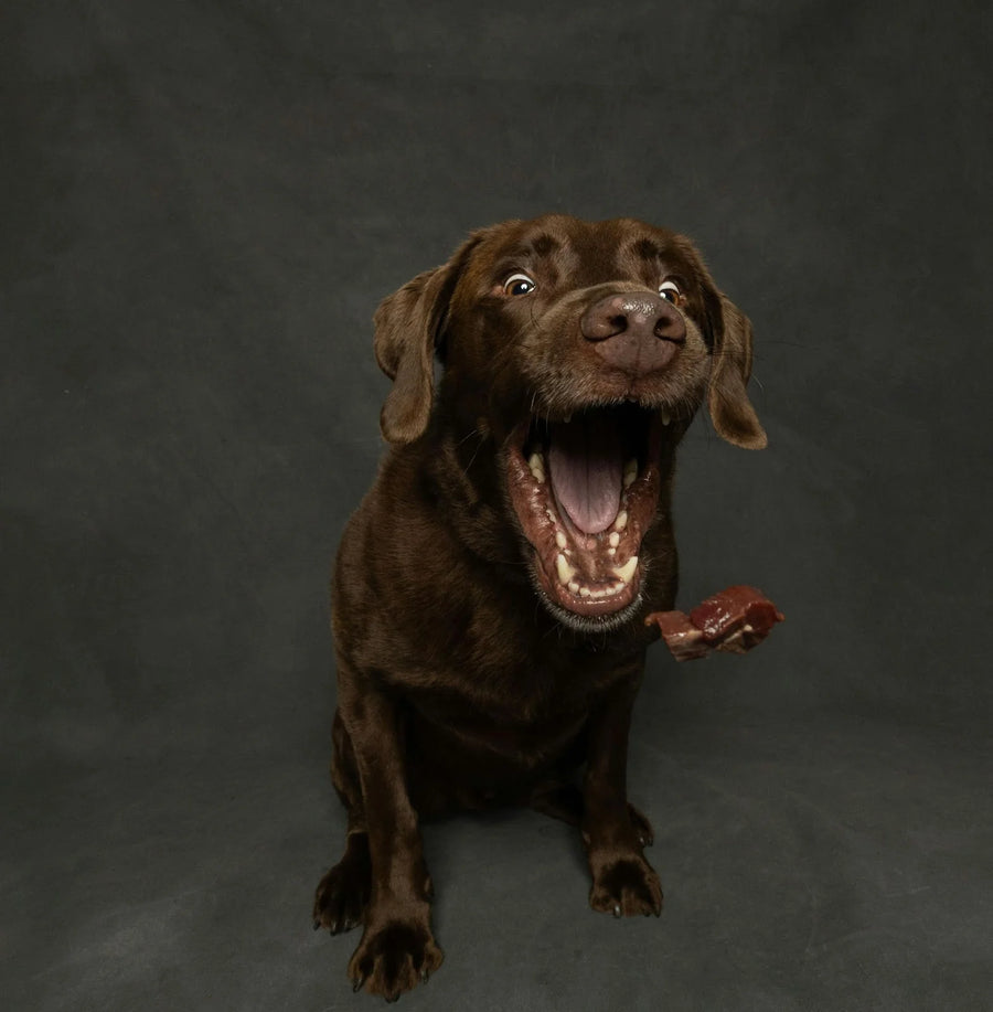 Daily Zinc Dosage for Dogs: Ensuring Proper Nutrition