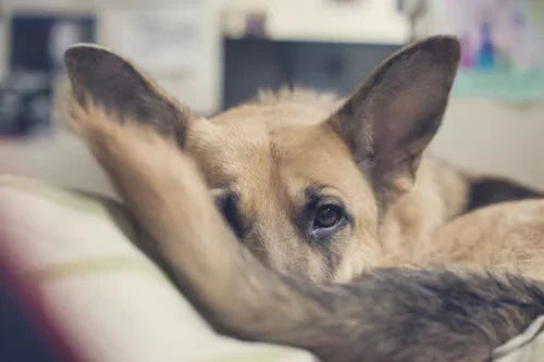 What Causes Hair Loss on a Dog’s Tail and How to Treat It