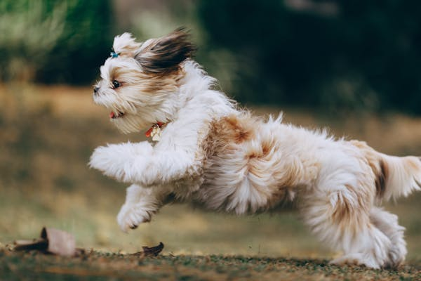 Dog Hair Loss from Allergies: Signs and Treatments