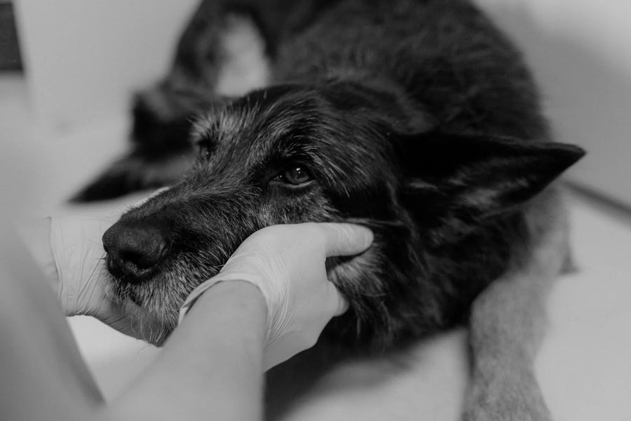 Why Is My Dog Not Eating? Common Causes and Solutions