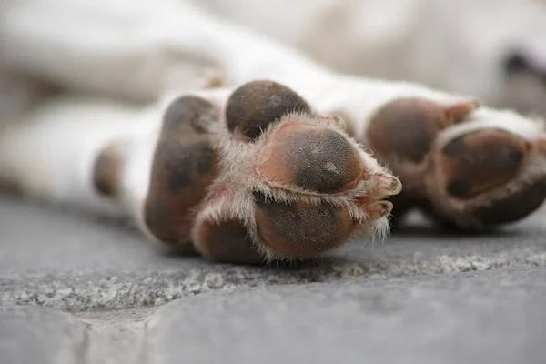 How Dog Chewing Paws Relates to Gut Health and What to Do About It