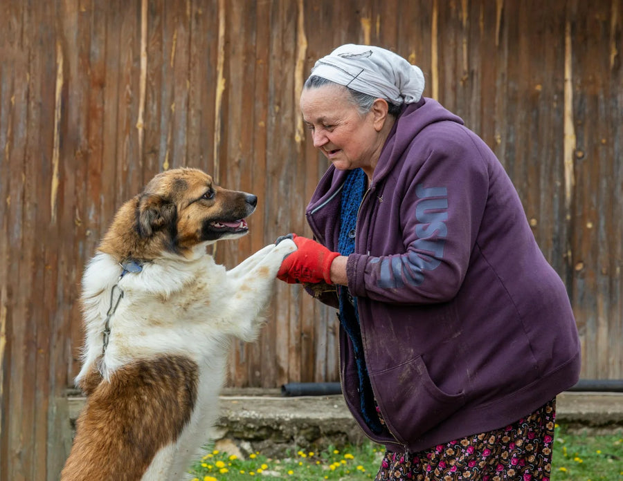 Best Diet for Senior Dogs: What to Feed Your Older Dog