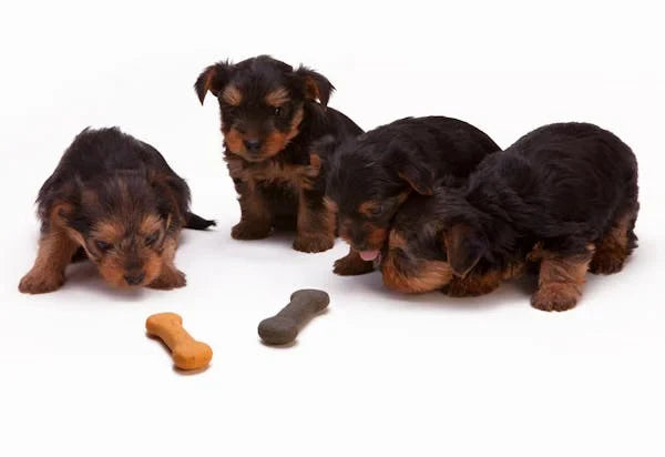 Probiotic Dog Treats: How They Can Improve Your Dog’s Health