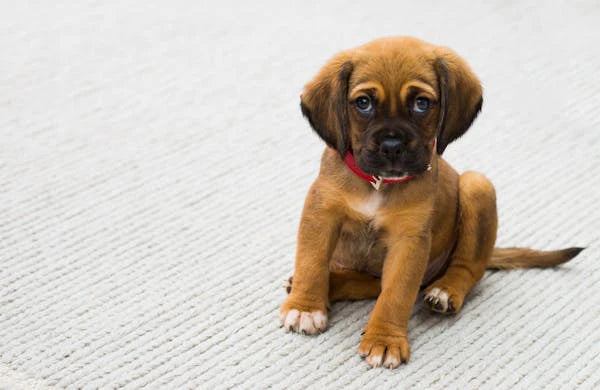 Why Does My Dog Not Want to Eat? Understanding the Role of Gut Health