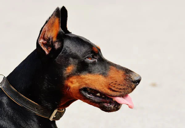 Understanding Doberman Skin Conditions and How to Treat Them