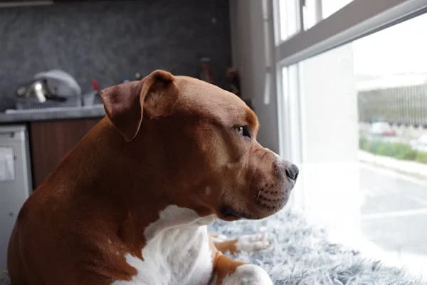 How to Extend Joint Care for Dogs and Support Their Mobility