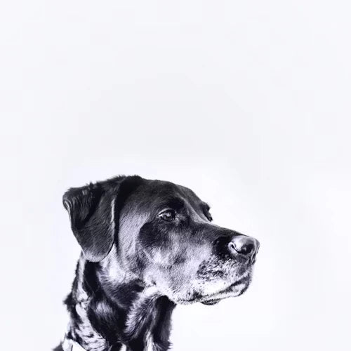 How to Make Your Dog's Coat Shiny and Healthy